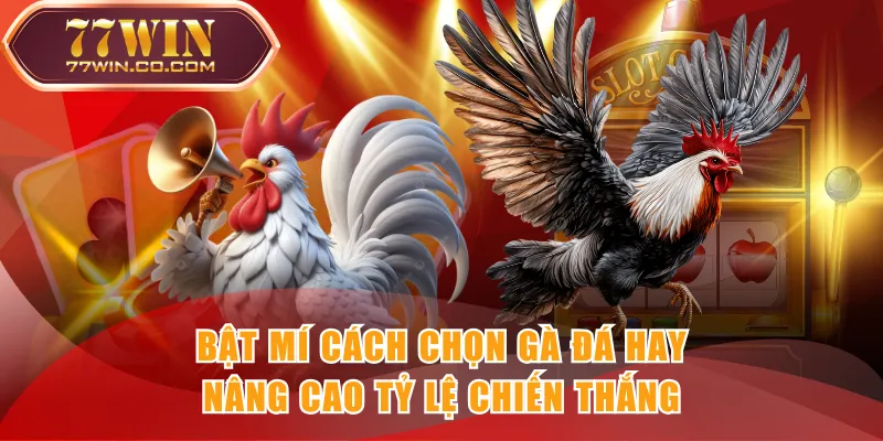 Bật mí cách chọn gà đá hay, nâng cao tỷ lệ chiến thắng