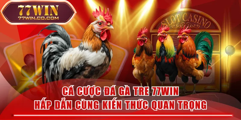 Cá Cược Đá Gà Tre 77WIN Hấp Dẫn Cùng Kiến Thức Quan Trọng