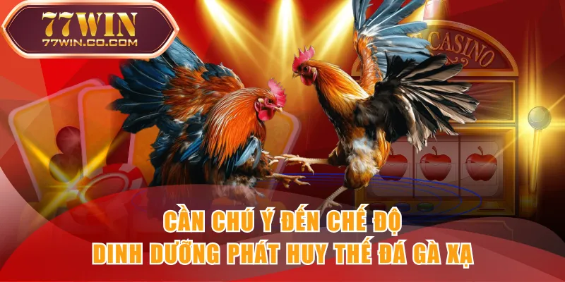 Cần chú ý đến chế độ dinh dưỡng phát huy thế đá gà xạ