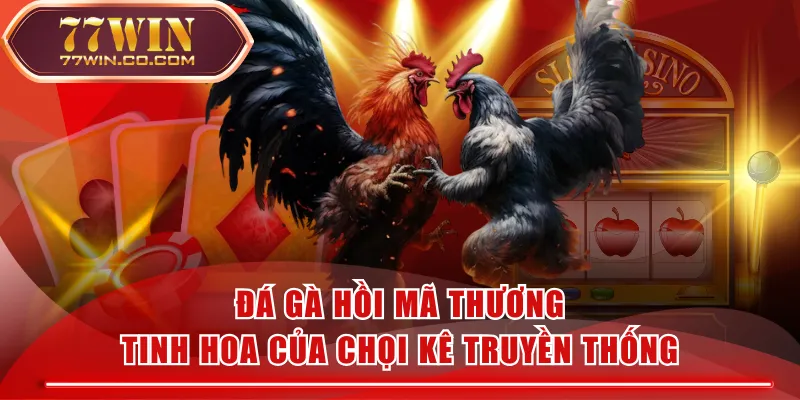 Đá Gà Hồi Mã Thương - Tinh Hoa Của Chọi Kê Truyền Thống