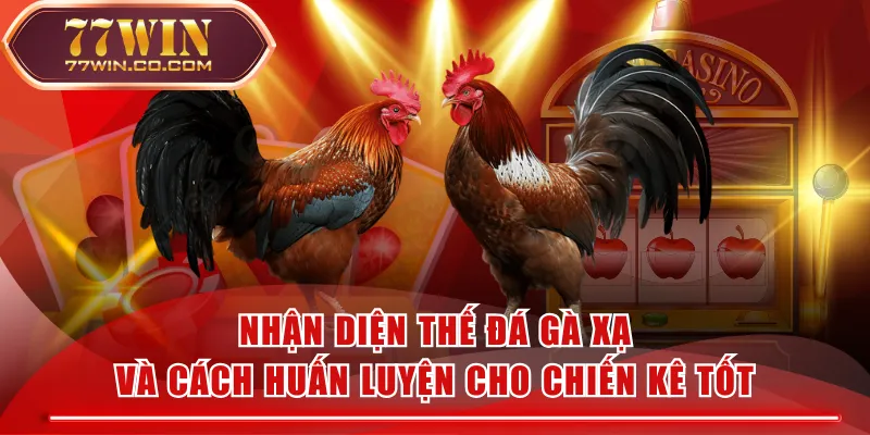 Nhận Diện Thế Đá Gà Xạ Và Cách Huấn Luyện Cho Chiến Kê Tốt